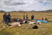7 Alpacas que fueron fulminadas por rayo en la comunidad de Cangalli Pichacani 5