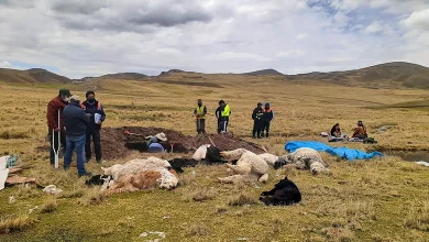 7 Alpacas que fueron fulminadas por rayo en la comunidad de Cangalli Pichacani 5