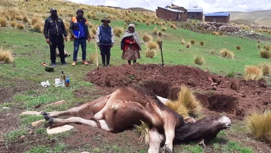 Defensa civil de Nunoa verifico la muerte de un toro por descarga electrica 1